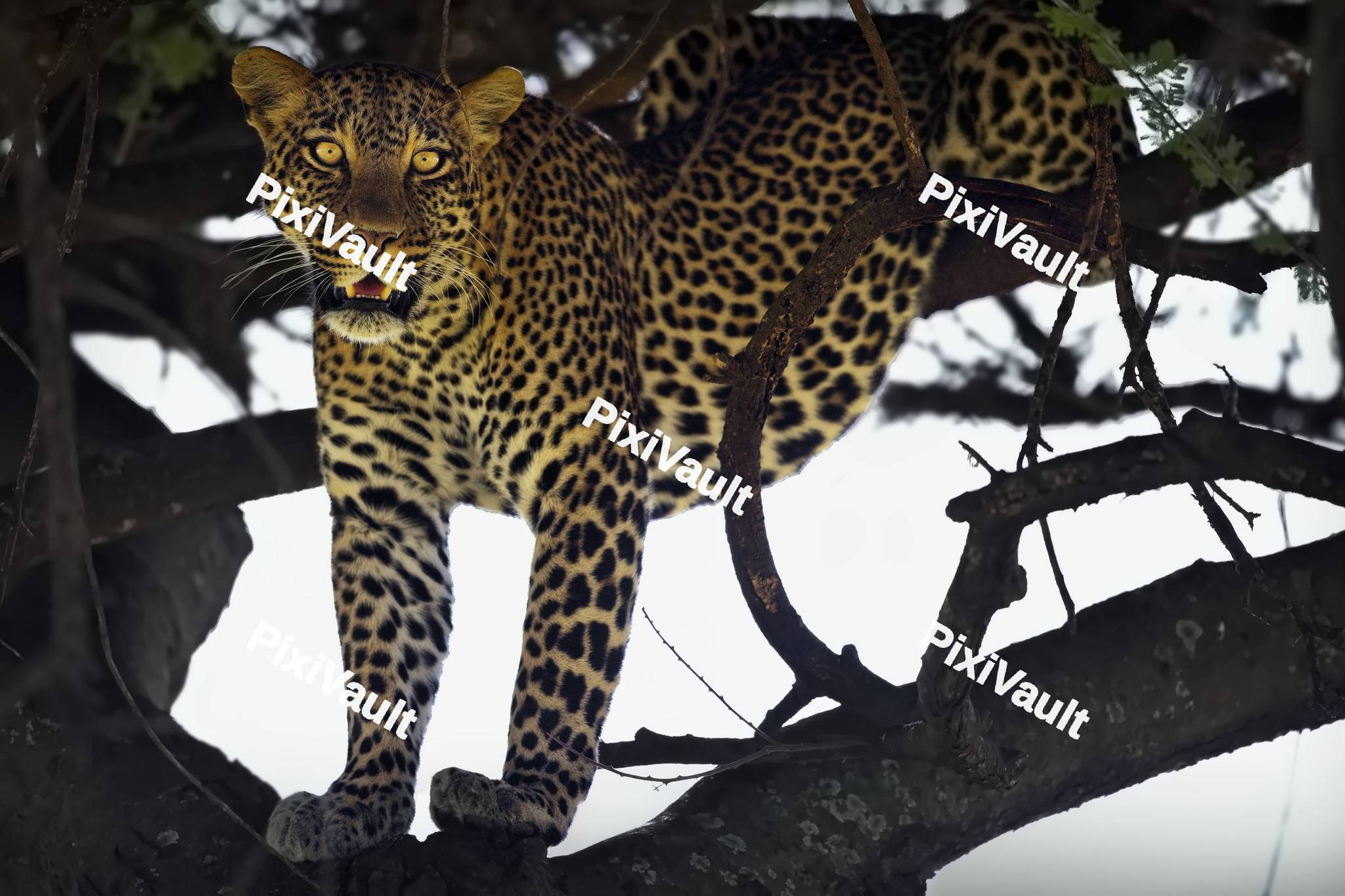 African Leopard